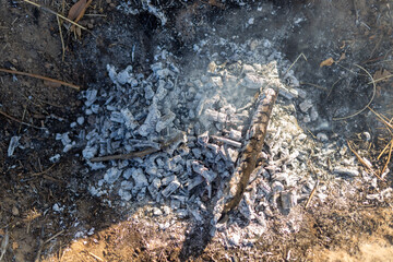 Picnic in nature. Cooking potatoes over a fire.