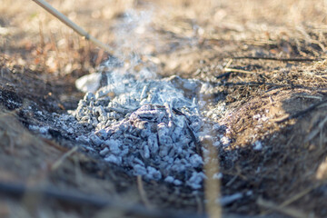 Picnic in nature. Cooking potatoes over a fire.