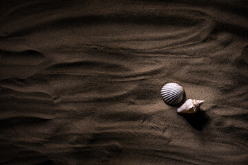 shells on sand background in evening light