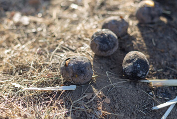 Picnic in nature. Cooking potatoes over a fire.