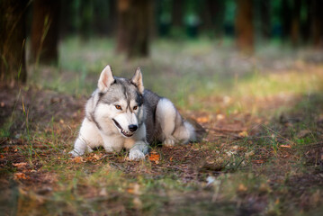 Naklejka na ściany i meble A young Siberian Husky is lying down in a forest. She has amber eyes, grey and white fur; the dog is angry and looks like a wolf. There are many trees with brown trunks in the background.