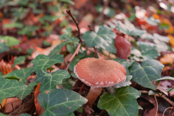 A wild mushroom (Armillaria Cepistipes) on a field