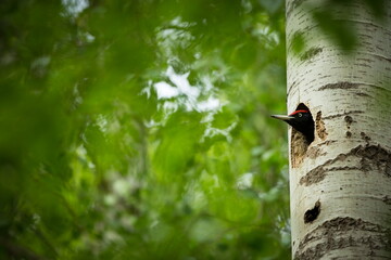 Bird nesting behaviour. Woodpecker with chick in the nesting hole. Black woodpecker in the forest. Wildlife scene with black bird in the nature habitat. Czech Republic. Wildlife. 