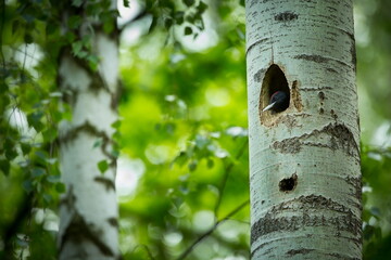 Bird nesting behaviour. Woodpecker with chick in the nesting hole. Black woodpecker in the forest. Wildlife scene with black bird in the nature habitat. Czech Republic. Wildlife. 