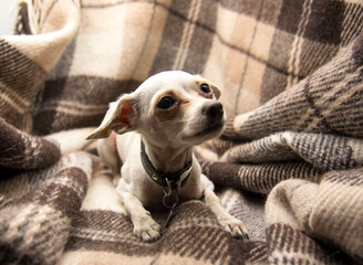 A white dog lies on a plaid wool blanket.