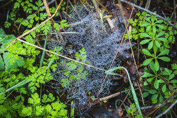 Nature close-ups from Hungarian forest