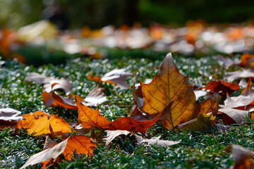 Lahr, Stadtpark und Innenstadt: Chrysanthemen und Herbstimpressionen zur »Chrysanthema«, die in diesem Jahr nur als Dekoration stattfindet..© Endrik Baublies