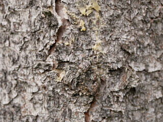 A small beetle Rhagium inquisitor with short whiskers on the bark of a pine tree, using camouflage is almost invisible on a cloudy spring day. Adult individual of a pest beetle in natural conditions.