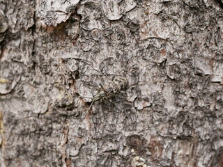 A small beetle Rhagium inquisitor with short whiskers on the bark of a pine tree, using camouflage is almost invisible on a cloudy spring day. Adult individual of a pest beetle in natural conditions.