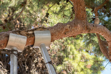 Tree support: Pine tree branches being supported by metal poles