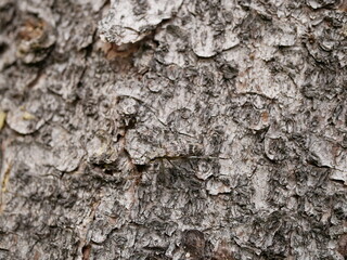 A small beetle Rhagium inquisitor with short whiskers on the bark of a pine tree, using camouflage is almost invisible on a cloudy spring day. Adult individual of a pest beetle in natural conditions.