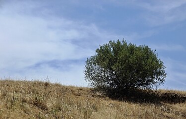 Obraz premium Typical summer lanndscape in the Extremadura - Spain 