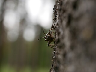 A small beetle Rhagium inquisitor with short whiskers on the bark of a pine tree, using camouflage is almost invisible on a cloudy spring day. Adult individual of a pest beetle in natural conditions.