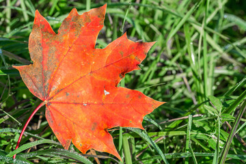Naklejka na ściany i meble Closeup macro shot of beautiful red maple leaf on a green grass meadow in autumn