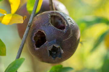 Black Pomegranate (Punica granatum nigra) fruit, with holes, damaged by birds