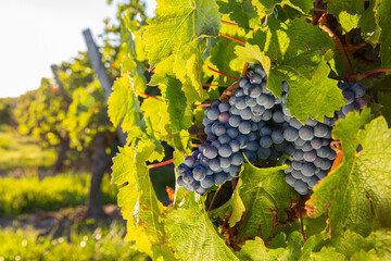 Grappe de raisin noir pour l'élaboration du vin rouge.