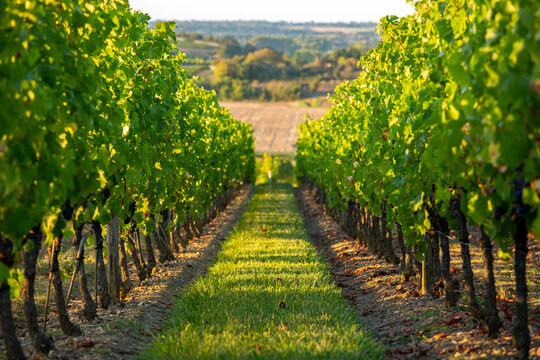 Rang de vigne dans un vignoble fran&ccedil;ais.