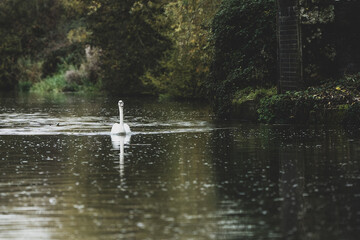 Naklejka na ściany i meble A Swan Swimming Gracefully In A Canal