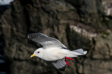 Red-legged Kittiwake (Rissa brevirostris) at colony in St. George Island, Pribilof Islands, Alaska, USA