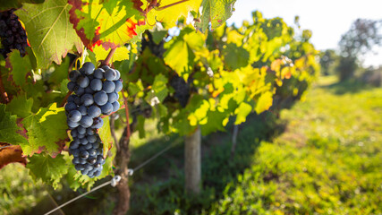 Fototapeta premium Grappe de raisin noir dans un vignoble en France.