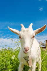 Obraz premium Goat in the grass on the farm. White goat close up. Animal's head with large yellow eyes, ears, horns. Grazing cattle. Pasture on a summer sunny day