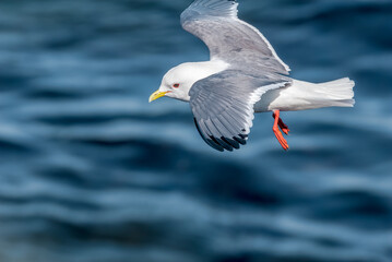 Red-legged Kittiwake (Rissa brevirostris) at colony in St. George Island, Pribilof Islands, Alaska, USA