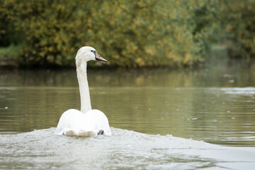 A Swan Swimming Gracefully In A Canal