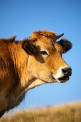 Vache dans le Cantal en France, production de lait pour le fromage Saint Nectaire.
