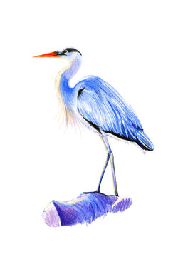 Illustration of single blue heron
