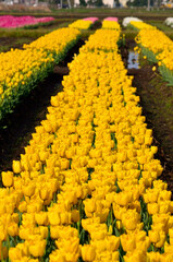 黄色のチューリップ畑