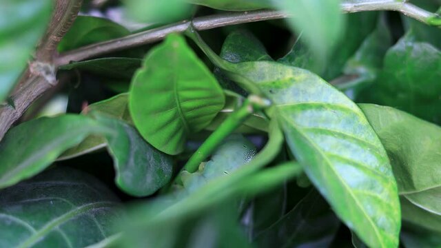 Closeup Oleander hawk-moth (Daphnis nerii) camouflaged on a leaf.