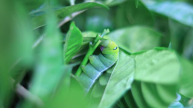 Oleander hawk-moth (Daphnis nerii) camouflaged on a leaf in the garden. Rackfocus  Closeup