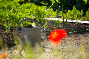 Jardin potager, arrosoir pour les salades et autres légumes. © Thierry RYO