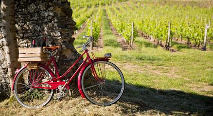 Fototapeta premium Le vélo du vigneron devant les vignes le long d'un mur.