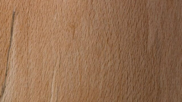 The housefly on the tree floor is coming towards the camera in slow motion.animal, animal eye, animal head, arthropoda, background, bug, carrier, close, closeup, color, creepy, detail, entomology, eur