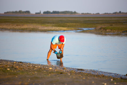 P&ecirc;cheur de palourde sur l'&icirc;le de Noirmoutier en Vend&eacute;e, France.