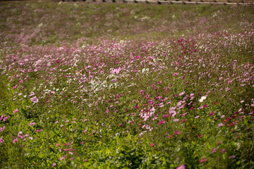 咲き乱れるコスモス