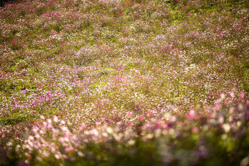 コスモスの絨毯