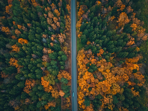 Car Rides On The Road In A Beautiful Autumn Forest, Photo From A Drone. Beautiful Autumn Forest Landscape, Top View.