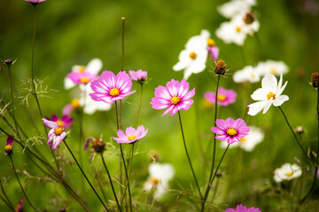 ピンクと白のコスモス