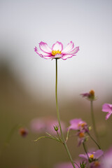 一輪のコスモス