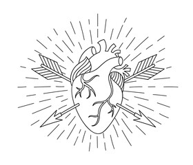 Vector illustration with hand drawing human heart with arrows