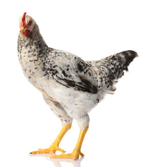 one gray rooster isolated on white background, studio shoot