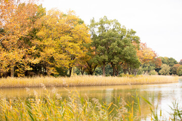 水面に映る木々