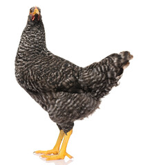 one black chicken isolated on white background, studio shoot