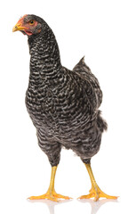 one black chicken isolated on white background, studio shoot