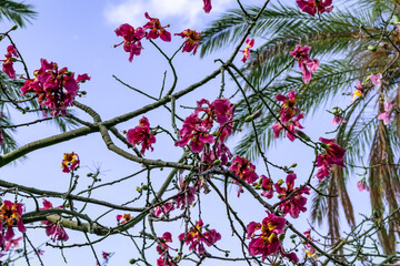 Natural floral texture with intertwined flowering branches of Ceiba speciosa without leaves isolated on blue sky background. Bright purple flowers on stems. Geometry concept in nature