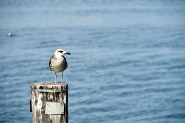 A seagull on a bollard
