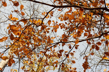 Look at the oak crowns in late autumn. Orange autumn oak leaves against a gray November sky. Beautiful nature Autumn scene. Bright oak tree in autumn park close up