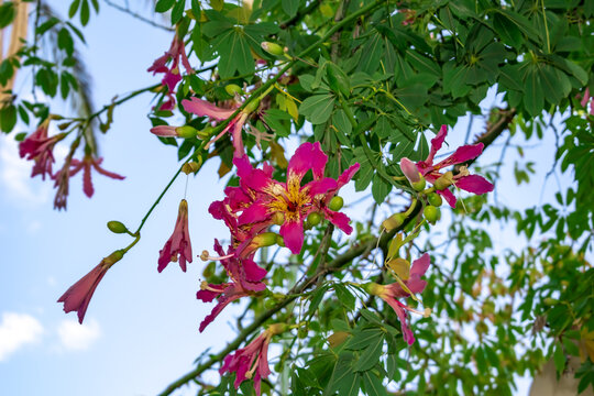 Beautiful floral background with magenta flowers and green buds among the bright foliage of the silk floss tree. Close-up exotic South American tropical ornamental plant